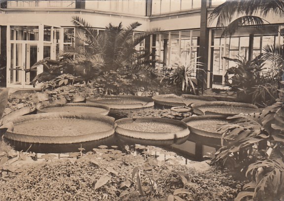 Berlin Friedrichsfelde Tierpark Tiere Alfred-Brehm-Haus 1964