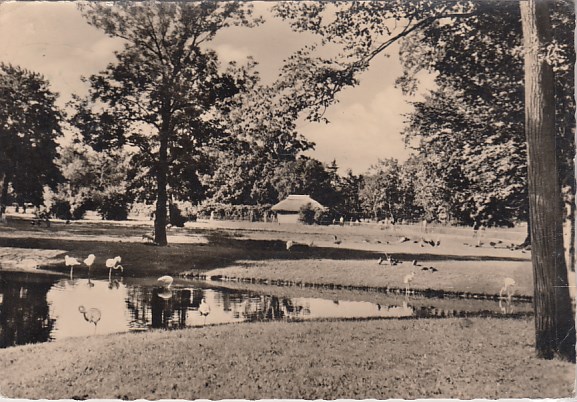 Berlin Friedrichsfelde Tierpark Stelzvogelwiese 1957