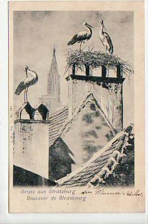 Strasbourg-Strassburg Storch,Störche 1900 Strasbourg-Strassburg Storch,Störche 1900