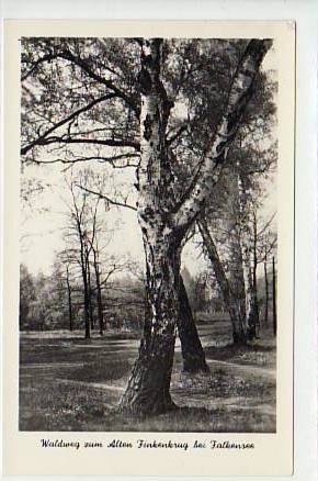 Falkensee - Finkenkrug Waldweg zum Alten Finkenkrug 1957