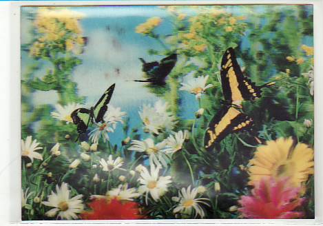 3D Ansichtskarten Tiere Schmetterling