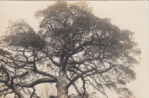 Baum Bäume in Wildpark in Potsdam Foto Karte 1930