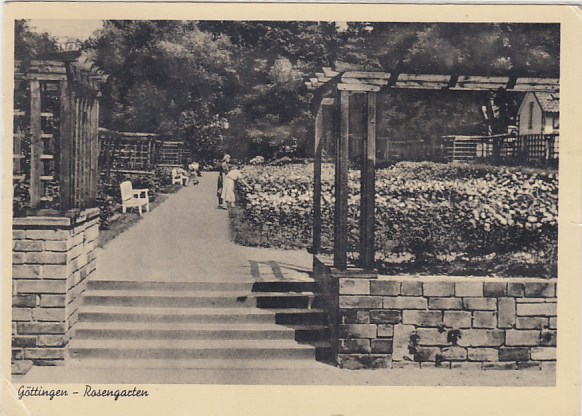 Göttingen Rosengarten 1953 Göttingen Rosengarten 1953