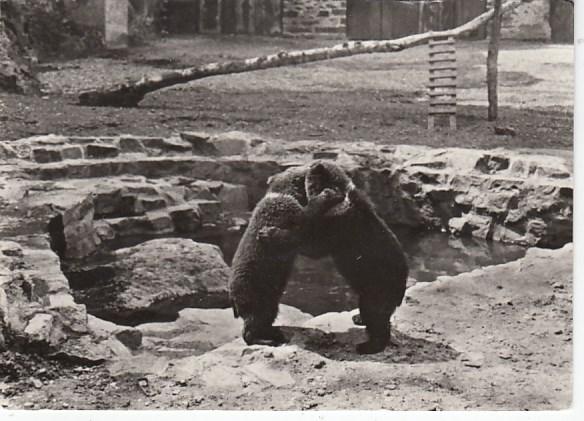 alte Ansichtskarten Bilder Tiere Bären Zoo Tierpark Torgau