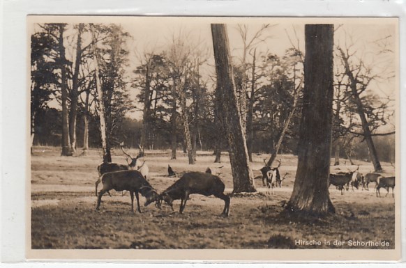 alte Ansichtskarten Bilder Wildtiere unserer Wälder Rothirsche in der Schorfheide