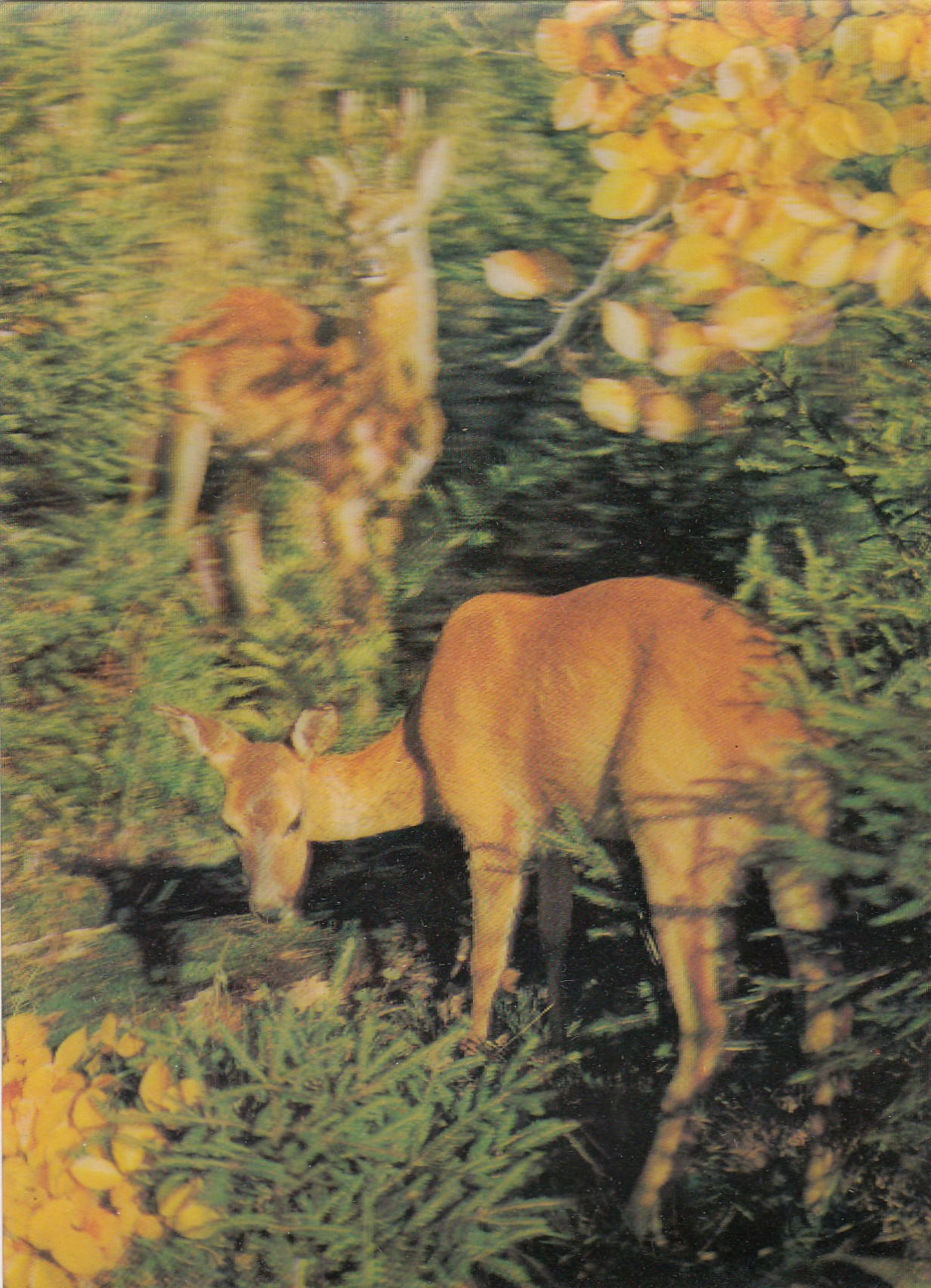 3D Ansichtskarten Tiere Rehwild Jagd