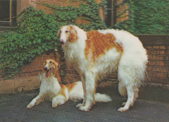 3D Ansichtskarten Tiere Hunde