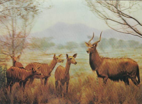 3D Ansichtskarten Tiere Antilope