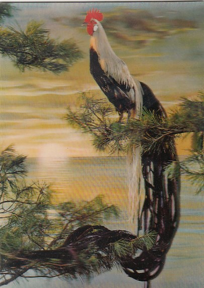 3D Ansichtskarten Tiere Vogel Vögel Hahn