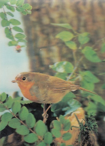 3D Ansichtskarten Tiere Vogel Vögel Rotkehlchen
