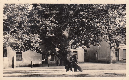 Gross Groß Kölzig zwischen Forst und Döbern 1964