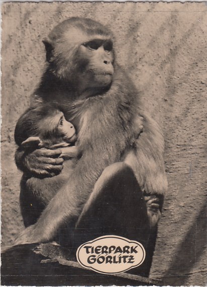 Görlitz Tierpark 1963